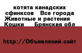 котята канадских сфинксов - Все города Животные и растения » Кошки   . Брянская обл.